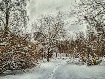 Зимний день. / Сокольники.