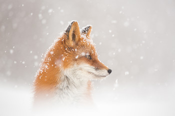 А снег идет… / Камчатка. Снег идет и лиса думает идти ли на охоту))

Фототуры по Камчатке. http://kamphototour.com/page2602160.html