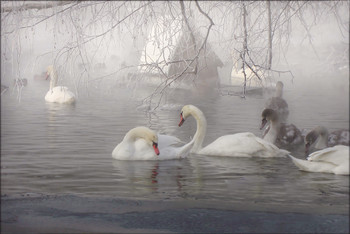 Морозным утром на озере / Долго ждала мороза, очень хотелось туманной дымки от воды. Было нереально, призрачно как в сказке.
