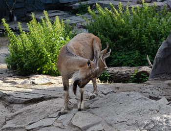 / Zoo