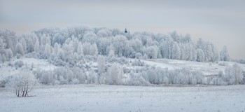 Silver forest. / Псковская область.
