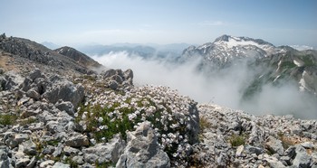 Горы, камни и цветы... / Зап. Кавказ