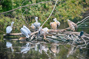 Пеликаны / Пеликаны