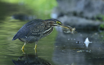 Green heron (juvenile) / Американская зелёная кваква