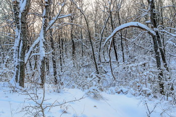 Много снега бывает / Утром в заснеженном лесу. Снег в лесу. Много снега.. Снег на ветвях деревьев. После снегопада. При утреннем зареве зари.. Утром на рассвете.. Занесенный снегом лес ранним утром.
