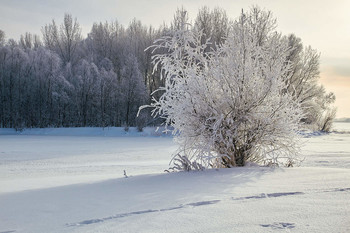 Зима / зима,снег,иней,деревья