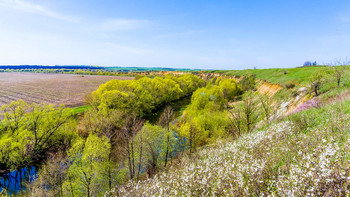 Ранняя весна на реке Кшень. / Крутые берега реки Кшень буквально покрыты зарослями дикой вишни, дрока и дикого миндаля.