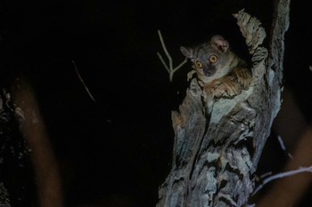 ЛЕМУР &quot;А Я -В ДОМИКЕ!&quot; / МАДАГАСКАР...ПОИСКИ В НОЧНОМ ЛЕСУ