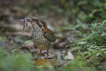 &quot;ЗАМОРИТЬ ЧЕРВЯЧКА !&quot;или&quot;ВСЕ ВКУСНОЕ -ДЕТЯМ!&quot; / Мадагаскар