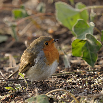 Зарянка (лат. Erithacus rubecula) / Зарянка (лат. Erithacus rubecula)