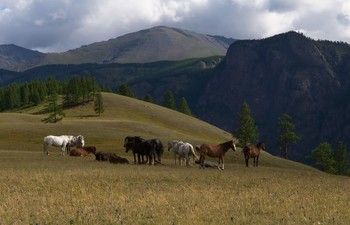 Горная долина. / Алтай..