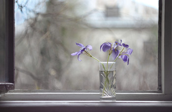 Февральская акварель / Зимние ирисы цветут в палисадниках Ялты