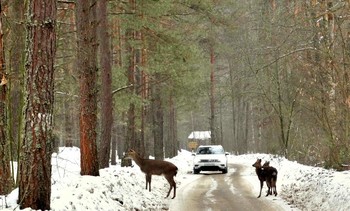 Вчерашняя встреча / Ездили на родник в национальный парк Орловское Полесье и встретили большую семью оленей, порядка 10 особей, которые решили перейти дорогу между двумя машинами. Встречная машина и наша остановились и с восхищением наблюдали за оленями, которые небольшими группами перебегали дорогу. Мамы с перепуганными оленятами переходили первыми, а благородный олень стоял в кустах и наблюдал.