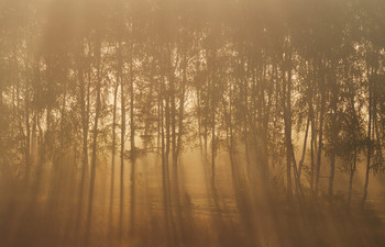 Золотое утро золотой осени / утро, туман, свет