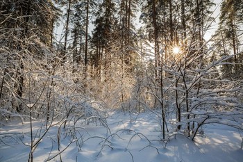 &nbsp; / лесопарк Лебяжье,Татарстан