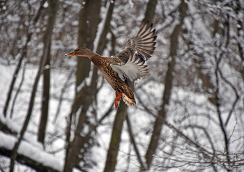 &nbsp; / зима, утки