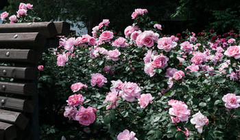 Розовые цветы / Гуляя по ботаническому саду, я увидела именно этот кадр.