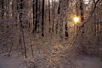 Февральская стужа / Утро в зимнем лесу