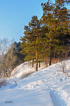 Стройняшки сосны... / Сосна — это очень красивое дерево с большими 
пушистыми ветвями. Особенно прекрасны сосновые леса. Еще красивее эти чудные деревья зимой, 
когда, чуть присыпанные серебристым снегом, стоят они на белом переливающемся 
пушистом покрывале.