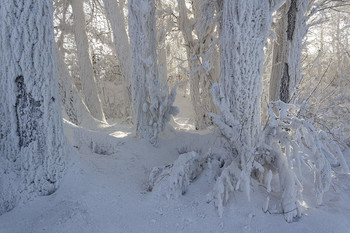В зимнем царстве. / Река Енисей не замерзает зимой в черте города Красноярска. Испарения от реки и создают такой снежный покров на деревьях.
