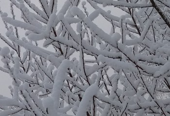 февральская стужа / Снег в лесу