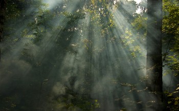 Джунгли / Лучи света в лесной глуши.