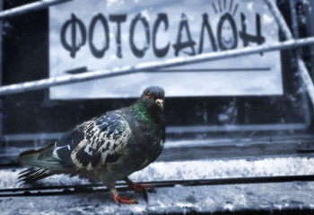 На портрет... / Случайный кадр