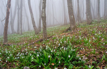 Запах Весны. / Крым