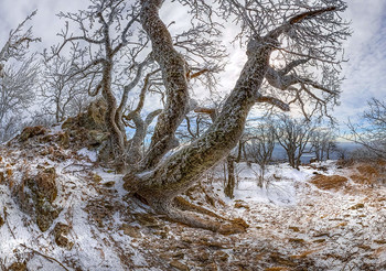 Дубы - колдуны Бештау / Скалистый отрог Два Брата. 
Государственный природный заказник краевого значения «Бештаугорский». 
Фотопроект «Открывая Ставрополье». 17 февраля, 2019 г.