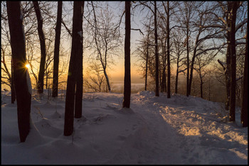Утро в лесу / Зима