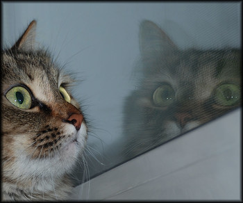 Раздвоение не личности / Лизавета сидела на подоконнике и наблюдала внимательно за птичками за окном, а я наблюдала за Лизоветой.Ее отражение в стекле смотрелось очень забавно.
