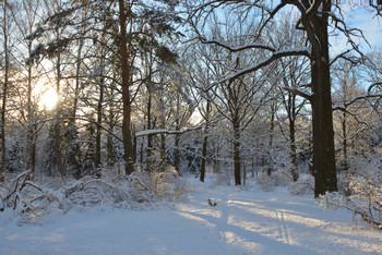 Утро в зимнем лесу / Без названия