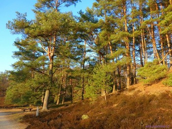 Fischbeker Heide Hamburg / Февраль в вересковой долине
Вересковая долина в районе Фишбек (Fischbeker Heide) составляет 773 га одного из крупнейших охраняемых районов Гамбурга. Эта необыкновенная красота! Если бы фотография могла передать тонкий аромат вереска, жужжание пчёл над ним, саму атмосферу вокруг восхитительного цветения! Лица людей, которых я встречала в вересковой долине, светились от счастья и радости! Когда такое видишь, начинаешь верить, что красота, действительно, спасёт мир..
Еще фото в моем блоге: http://fotokto.ru/blogs/fischbeker-heide-hamburg-32765.html