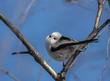 Ополовник / .....