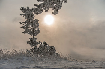 Зимний поцелуй... / ПРИРОДА.