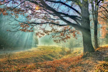 осенний свет / Осень.Ноябрь.Солнце светит сквозь туман и ветви дуба.