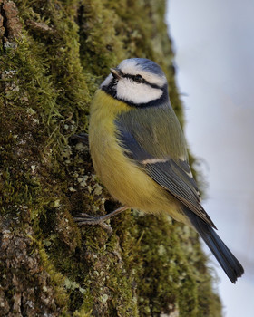 Лазоревка (Parus coeruleus L.) / Лазоревка (Parus coeruleus L.)