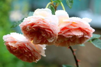 Англичанки / Английские розы в моем саду