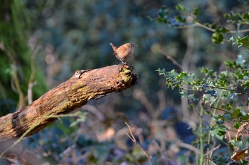 Крапивник (лат. Troglodytes troglodytes) / ***