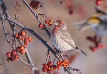 House finch / Мексиканская чечевица
Немного истории: Оригинально птица родом из Мексики и Юга США, 
Но в сороковых годах прошлого столетия торговцы птицами в Нью Йорке незаконно продавали этих птиц под названием «Hollywood Finches», как маркетинговая уловка))
Чтобы избежать судебного преследования в соответствии с Законом о договоре о перелетных птицах 1918 года, продавцы и владельцы выпустили птиц. С тех пор они стали натурализованными; в большей части безлесных земель в восточной части США они вытеснили родного пурпурного вьюрка и даже неместного воробья. А также добрались до Юга Канады