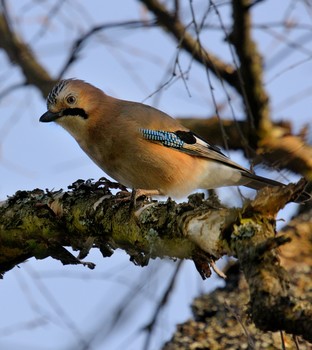 Oбыкновенная сойка /лат. Garrulus glandarius/ / Oбыкновенная сойка /лат. Garrulus glandarius/