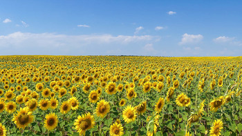 Солнечный не зайчик / helianthus — солнечный цветок), происходит от греческих слов helius («солнце») и anthemon («цветок»). Русское название возникло из-за того, что его соцветия всегда поворачиваются навстречу к солнцу, которое выражено больше, чем у других растений (так называемый гелиотропизм — поворот раскрытых и обращённых к солнцу соцветий вслед за его перемещением по небосклону, как частный случай фототропизма. Частично это правда: подсолнухи действительно поворачиваются к солнцу, но только до того, как они раскроются — с этого момента они смотрят на восток на протяжении всего дня.

Под- солнечное море!!!