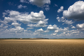 пейзаж с пшеничным полем и красивыми облаками / пейзаж с пшеничным полем и красивыми облаками