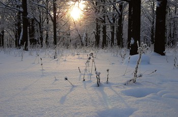 Солнечный не зайчик / Солнца луч в зимнем лесу.