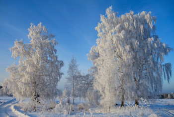 Белые березки / Пермский край