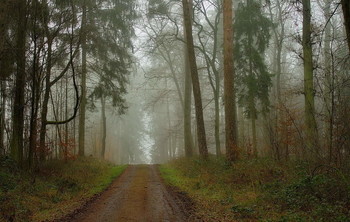 Январский синдром... / Как Вам зимний лесной пейзаж ? .. В этом году было так же ...