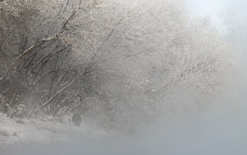 Сквозь стужу и туман / Не сидится дома фотографам и рыбакам.