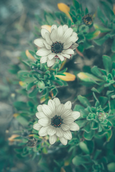 Весна / советская мануальная оптика - Industar 61 L/Z mc 50mm f2.8