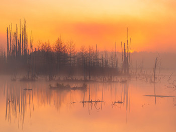 Утро с привкусом персика / Туманное золотое утро на Подмосковном пруду