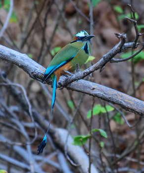 Turquoise-browed Motmot (Eumomota superciliosa) / Бурый момот
бывая в Центральной Америке я изредка видел эту птицу, ее вид и полет неизменно приводил меня в восторг , но встречи были неожиданны и кратковременны и ни о какой сьемке и речи не было...
Несмотря на то , что местные жители В Коста-Рике зовут ее pájaro bobo («придурковатая птица») ,потому что подпускает к себе очень близко , но на меня эти правила не распространяются и дело было в Никарагуа, там видимо иные правила поведения.
Эта птица всеядна , даже есть свидетельства , что ей по силам есть ядовитых лягушек (!?)
==============================
PS 
Иногда случается , что меня изумляет наименование птицы на русском языке, даже перевод с латинского Eumomota superciliosa звучит , как Высокомерный Электрон 
А вот английский звучит довольно близко к истине: Бирюзовобровый Мотмот
Я когда работаю со снимком , то стараюсь удалить все "паразитные" тона ,зачастую это зеленый и желтый , т.к. листва деревьев зачастую срабатывает, как отражатель света,
и в данном случае -это натурально-ественный цвет оперения , а не аномалия.
